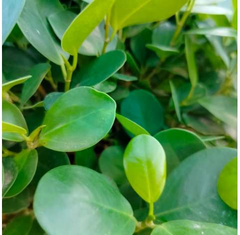 Ficus moclame. Viveros González. Natural decor centre. Garden centre. Marbella