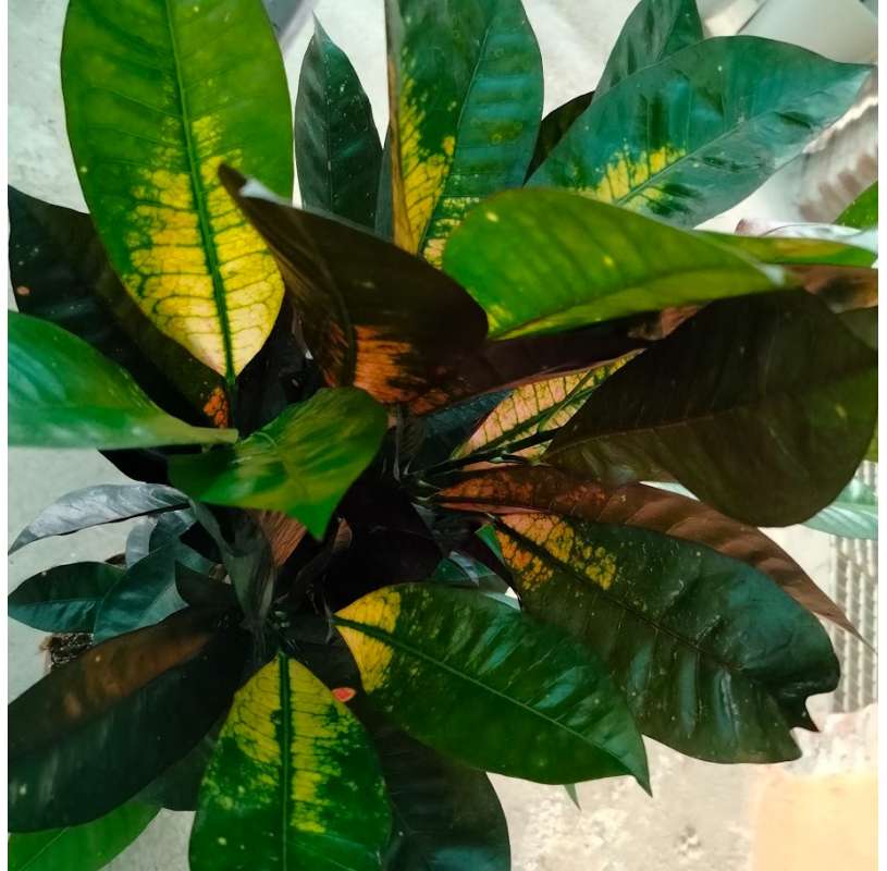 Croton iceton. Viveros González. Natural Garden Centre marbella