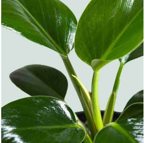 Philodendron "Congo apple". Planta de Interior. Indoor house. Viveros González. Garden centre Marbella. Natural decor centre.