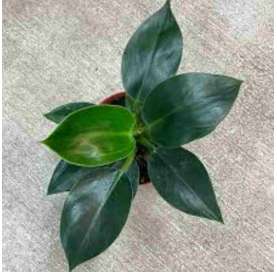 Philodendron "Congo apple". Planta de Interior. Indoor house. Viveros González. Garden centre Marbella. Natural decor centre.