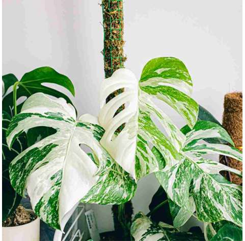 Monstera variegata. Viveros González. Decoración natural. Garden centre. Marbella