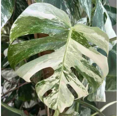 Monstera variegata. Viveros González. Decoración natural. Garden centre. Marbella