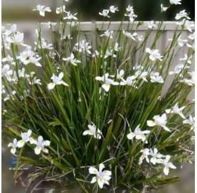 Dietes iridioides. Viveros González. Natural decor centre. Garden centre. Marbella.