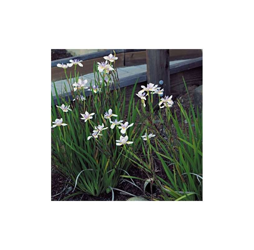 Dietes iridioides. Viveros González. Natural decor centre. Garden centre. Marbella