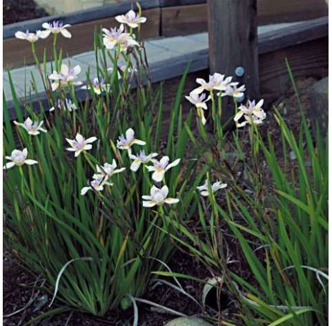Dietes iridioides. Viveros González. Natural decor centre. Garden centre. Marbella