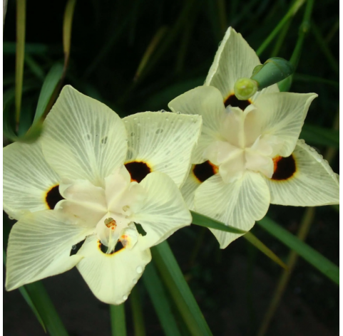 Dietes bicolor. Viveros González. Natural decor centre. Marbella. Garden centre.