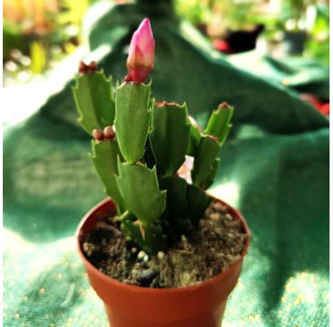 Schlumbergera (Cactus de Navidad). Viveros González. Natural Decor Centre. Garden Centre.  Marbella