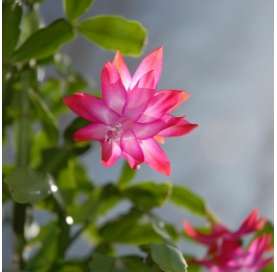 Schlumbergera (Cactus de Navidad). Viveros González. Natural Decor Centre. Garden Centre.  Marbella