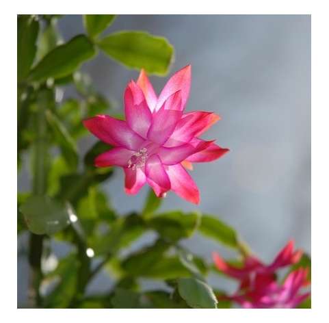 Schlumbergera (Cactus de Navidad). Viveros González. Natural Decor Centre. Garden Centre.  Marbella