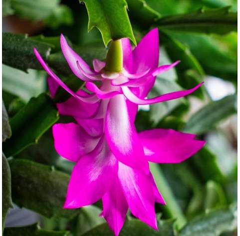 Schlumbergera (Cactus de Navidad). Viveros González. Natural Decor Centre. Garden Centre.  Marbella