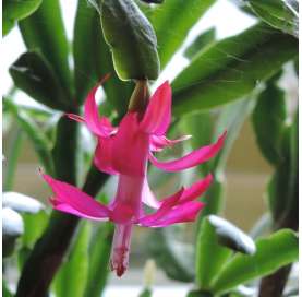 Schlumbergera (Cactus de Navidad). Viveros González. Natural Decor Centre. Garden Centre.  Marbella