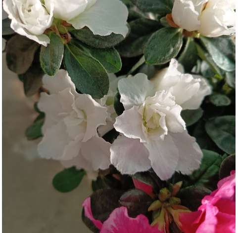 Azalea Indica o Japónica. Natural Decor Centre. Viveros González. Marbella. Garden centre.