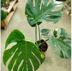 Monstera variegata. Viveros González. Decoración natural. Garden centre. Marbella