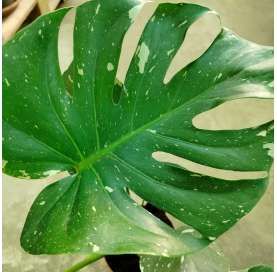 Monstera variegata. Viveros González. Decoración natural. Garden centre. Marbella