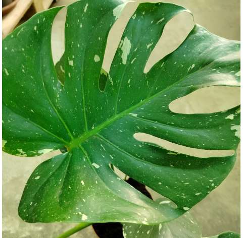 Monstera variegata. Viveros González. Decoración natural. Garden centre. Marbella