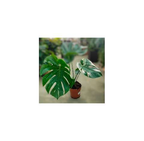 Monstera variegata. Viveros González. Decoración natural. Garden centre. Marbella