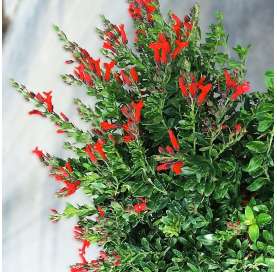 Galvezia speciosa. Arbusto. Viveros González. Garden centre. Marbella