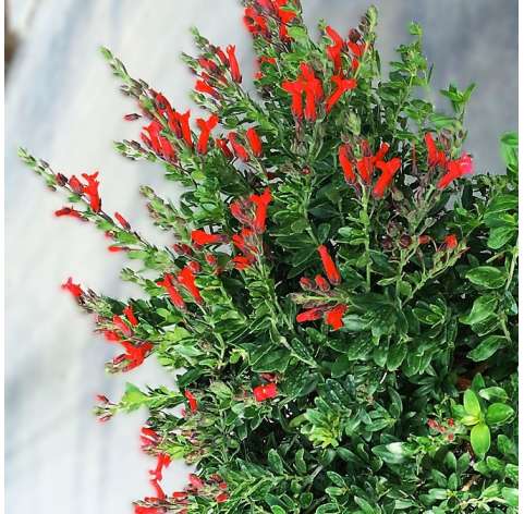 Galvezia speciosa. Arbusto. Viveros González. Garden centre. Marbella