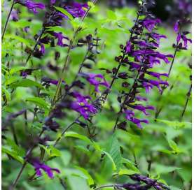 Salvia Amistad. Viveros González. Garden centre. Marbella. Fuente: Pinterest.