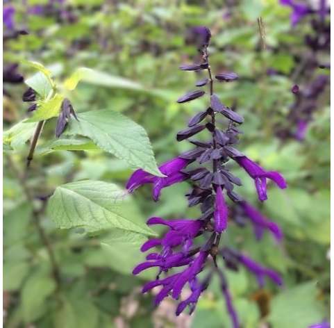 Salvia Amistad. Viveros González. Garden centre. Marbella. Fuente: Pinterest.