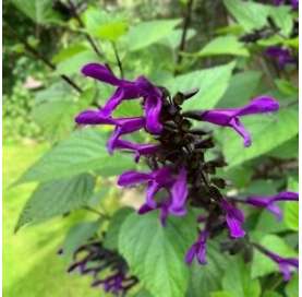 Salvia Amistad. Viveros González. Garden centre. Marbella. Fuente: Pinterest.