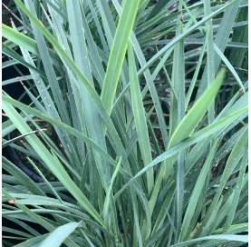 Dianella Coolvista. Viveros González. Natural Garden Centre