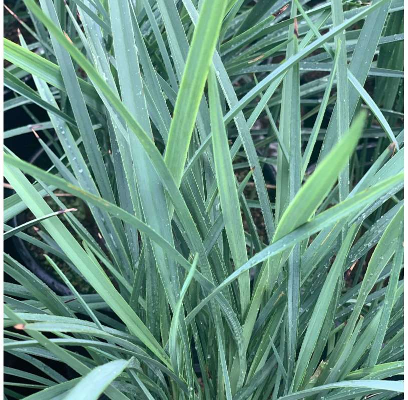 Dianella Coolvista. Viveros González. Natural Garden Centre