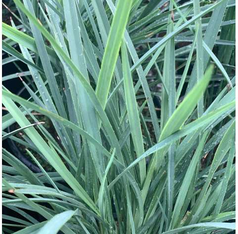 Dianella Coolvista. Viveros González. Natural Garden Centre
