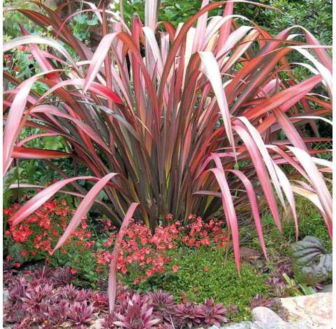 Phormium ‘Pink Flamingo’. Viveros Gonzalez. Natural Garden Centre Marbella