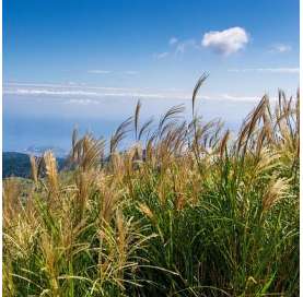 Miscanthus sinensis "Stricta". Viveros González. Natural decor centre. Garden centre. Marbella. Photos by Pixabay