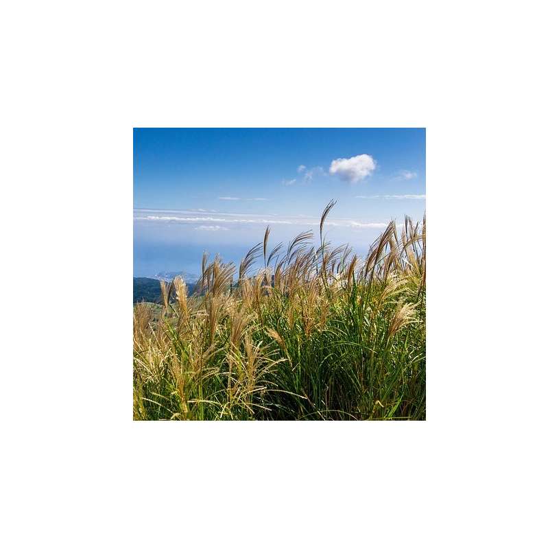 Miscanthus sinensis "Stricta". Viveros González. Natural decor centre. Garden centre. Marbella. Photos by Pixabay