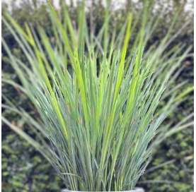 Photo by Pinterest - Dianella revoluta Coolvista. Buy Dianella at Viveros Gonzalez.com