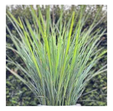 Photo by Pinterest - Dianella revoluta Coolvista. Buy Dianella at Viveros Gonzalez.com