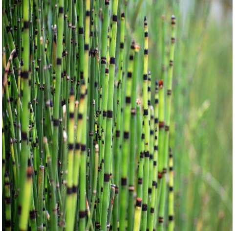 Equisetum hymale at Viveros González. Natural decor centre. Garden centre Marbella