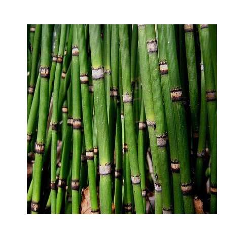 Photo by Pinterest.  Equisetum hymale at Viveros González. Natural decor centre. Garden centre Marbella
