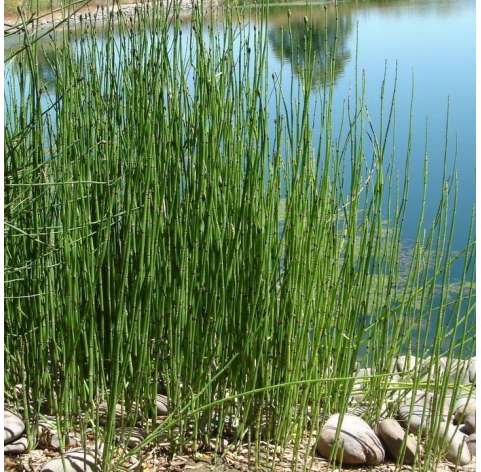 Equisetum hymale at Viveros González. Natural decor centre. Garden centre Marbella