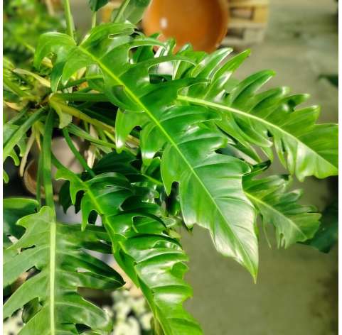 Philodendron narrow. Plantas de interior. Indoor plant. Viveros Gonzalez. Garden centre Marbella