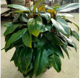 Philodendron "Congo apple". Planta de Interior. Indoor house. Viveros González. Garden centre Marbella. Natural decor centre.