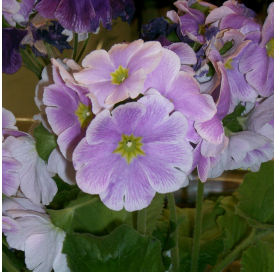 Primula obconica Natura Decor Centre Viveros González Marbella