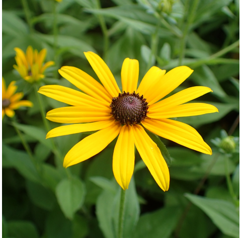 Rudbeckia Hirta. Viveros González. Natural Garden Centre Marbella