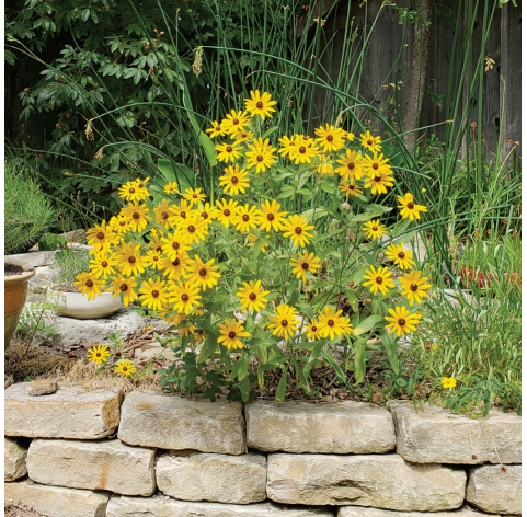 Rudbeckia Hirta. Viveros González. Natural Garden Centre Marbella
