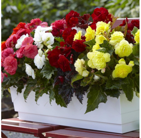 Begonia Non Stop  Viveros González Natural decor Centre Marbella