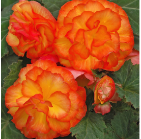 Begonia Non Stop  Viveros González Natural decor Centre Marbella