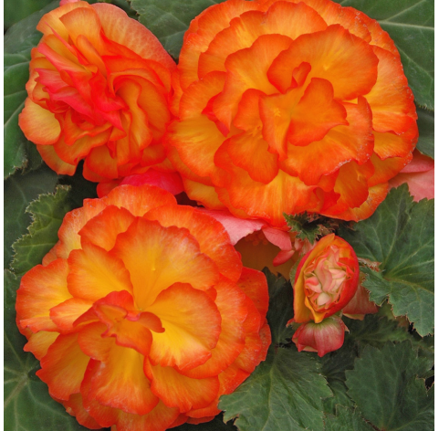 Begonia Non Stop  Viveros González Natural decor Centre Marbella