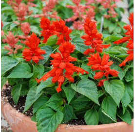 Salvia splendes o salvia roja. C13 Viveros González Natural Decor Centre Marbella