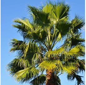Washingtonia robusta