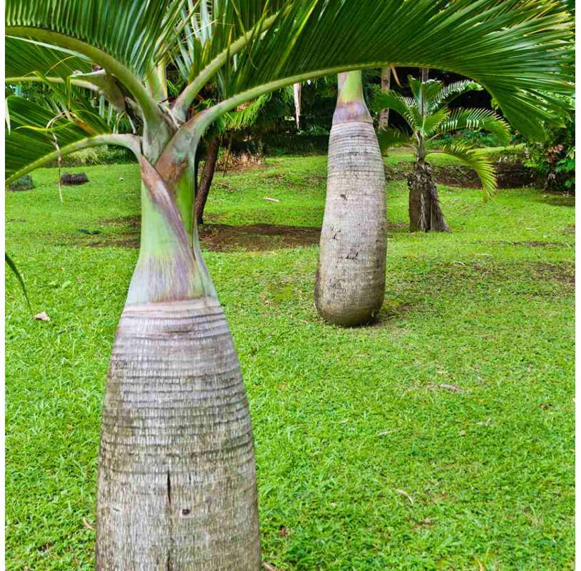Hyophorbe lagenicaulis -...
