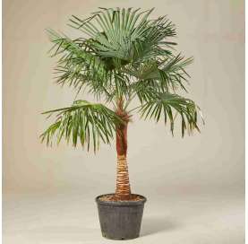 Trachycarpus fortunei - Palmera excelsa. Viveros González. Natural Garden Centre