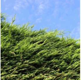 Cupressus × leylandii. Viveros González. Natural Garden Centre Marbella