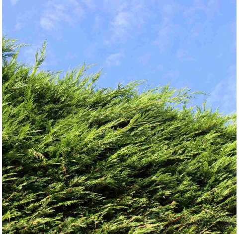 Cupressus × leylandii. Viveros González. Natural Garden Centre Marbella